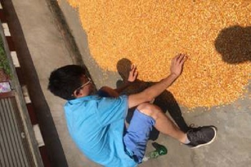 队员们帮忙做农活